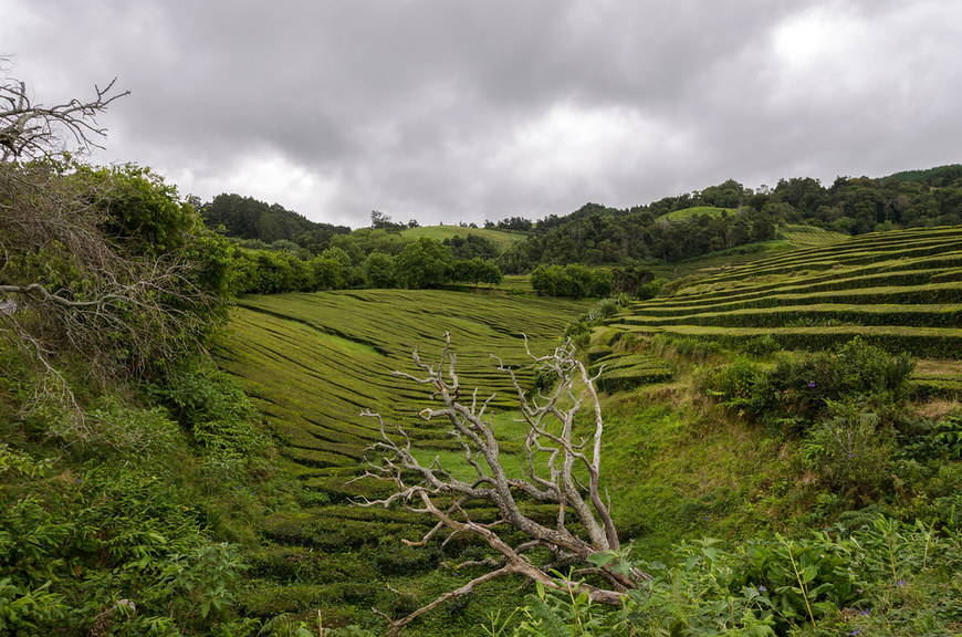 Lugar Chá Gorreana