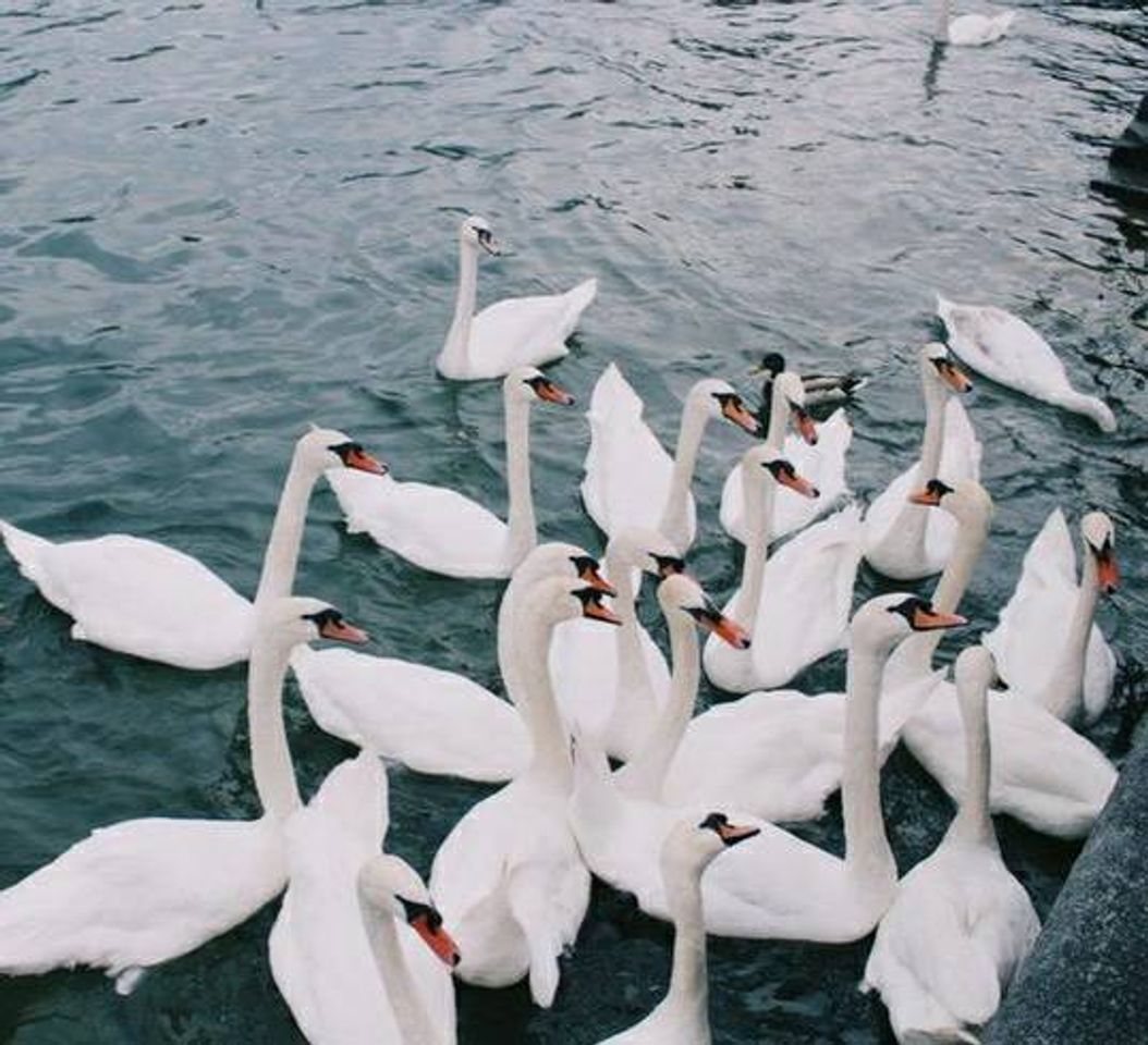 Moda Cisne 🦢