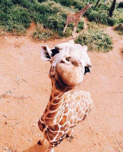 Girafa 🦒