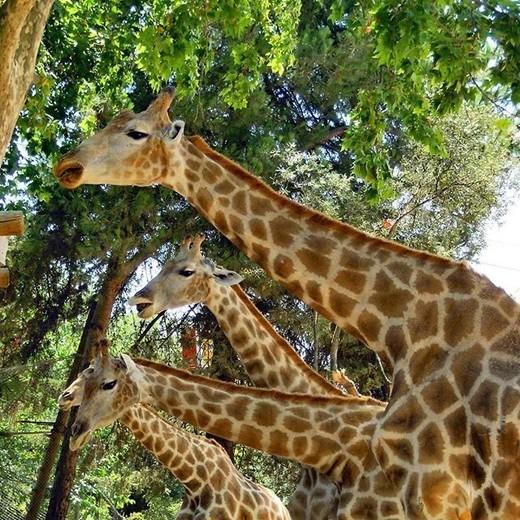 Jardim Zoológico de Lisboa