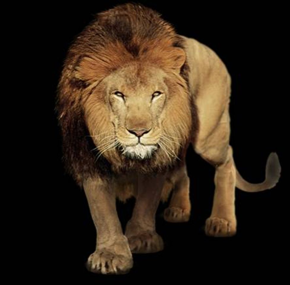 Social Palpite para o jogo do bicho  no meu canal assista.