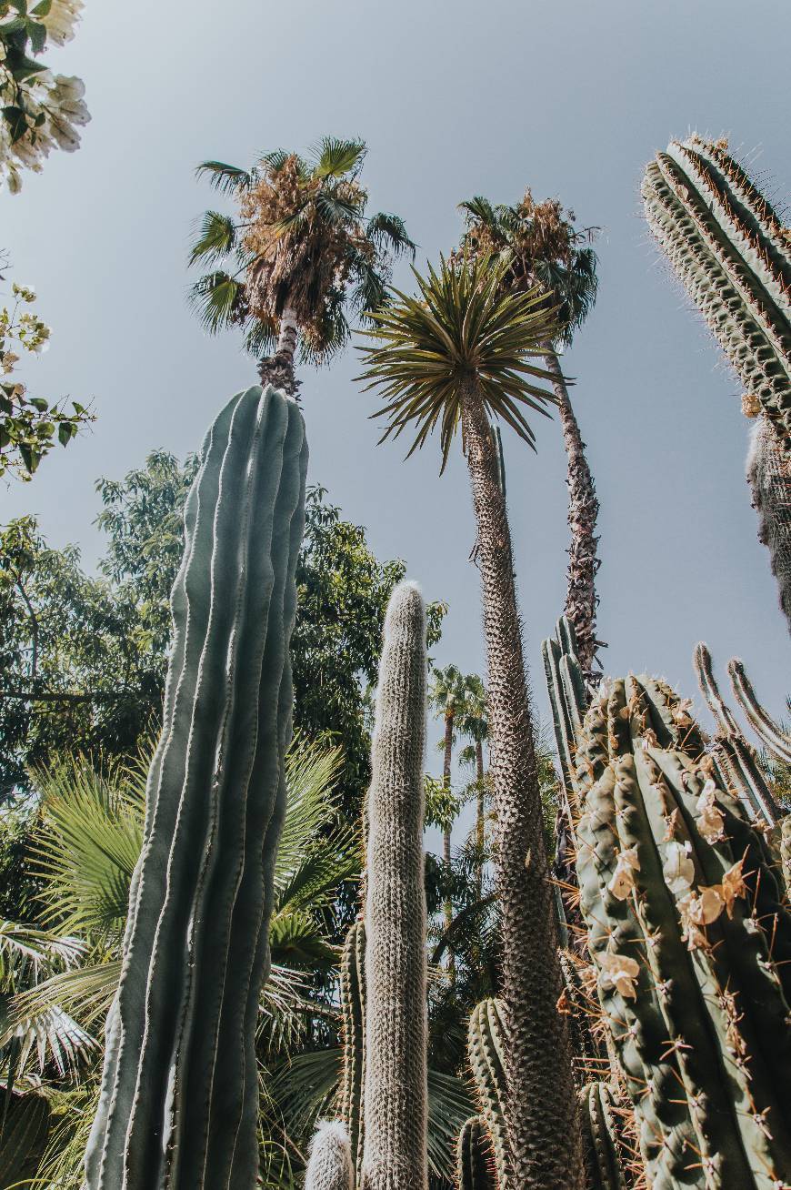 Place Le Jardin Majorelle