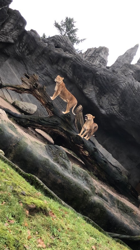 Place Tierpark Hagenbeck