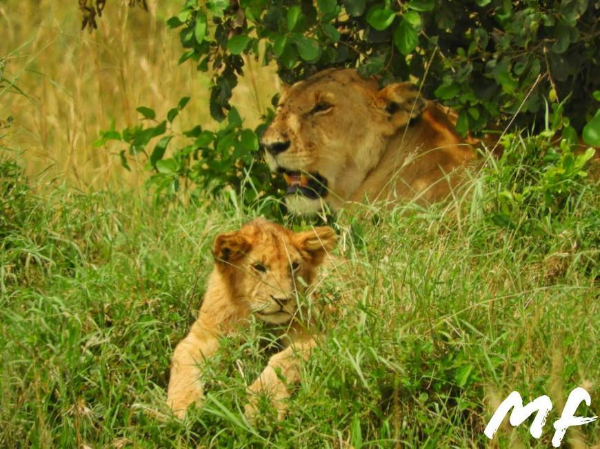 Moda 🦁A lioness with her baby lion🦁