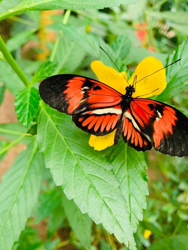 Lugar Mariposario de Benalmádena