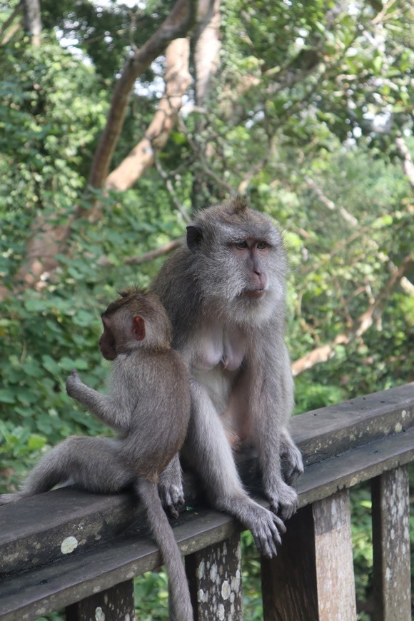 Lugar Sacred Monkey Forest Sanctuary