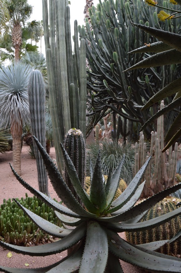 Lugar Jardín Majorelle