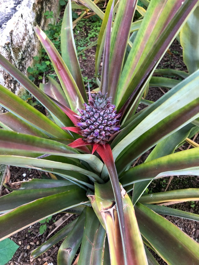 Lugar Plantação de Ananás dos Açores