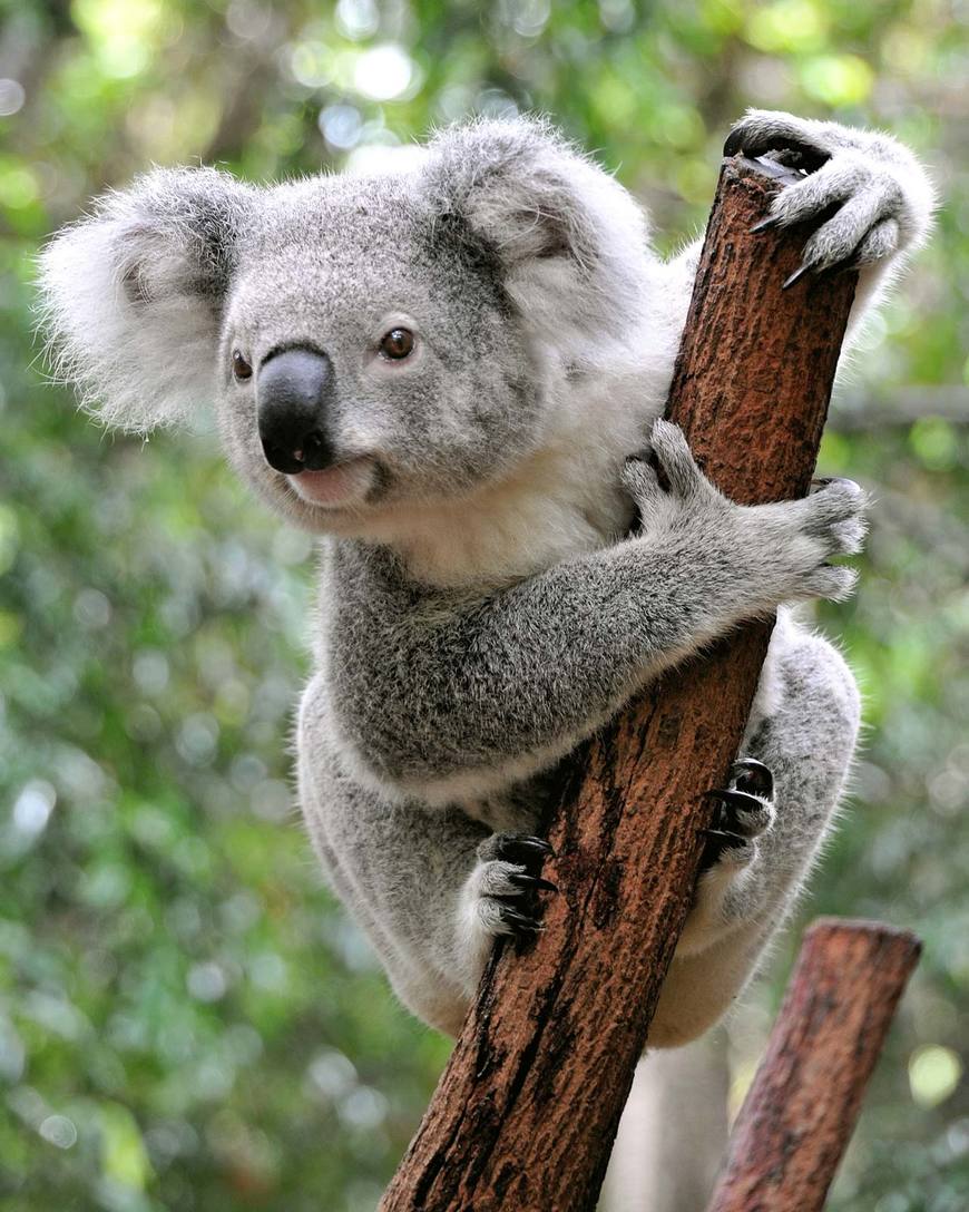 Fashion Koala