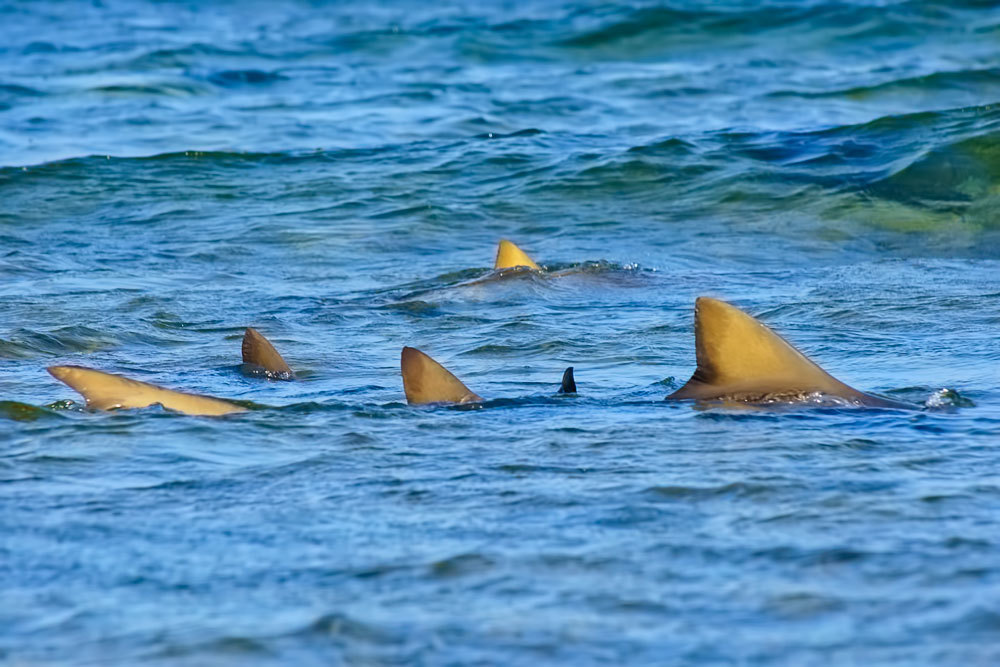 Lugar Shark Bay