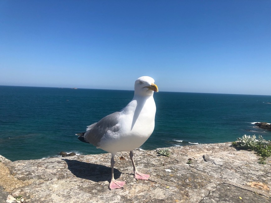 Places Saint Malo