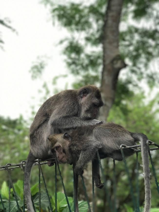 Lugar Monkey forest