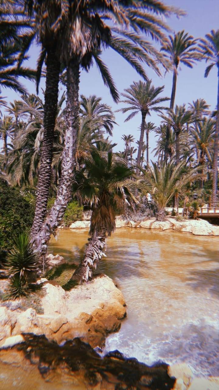 Place El Palmeral