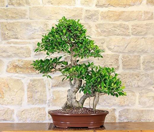 Bonsai - Ficus, 6 Años