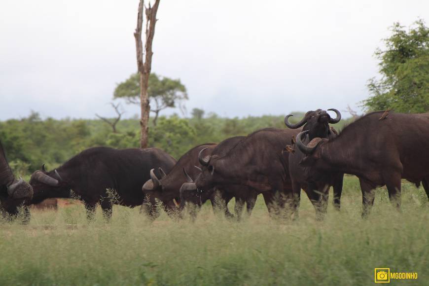 Lugar Parque nacional Kruger