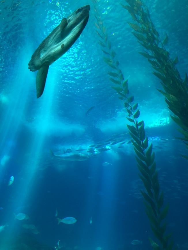 Oceanario de Lisboa