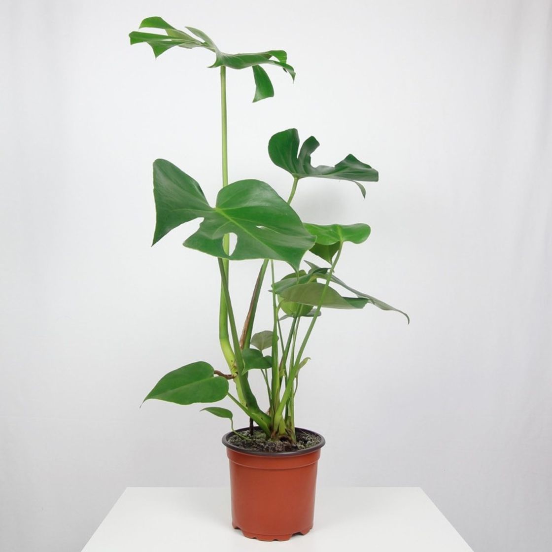 Producto Monstera 