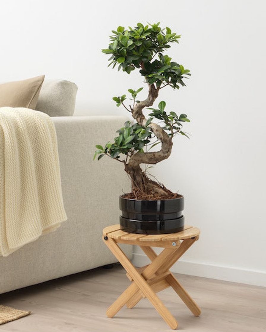 Producto Bonsai em vaso IKEA 