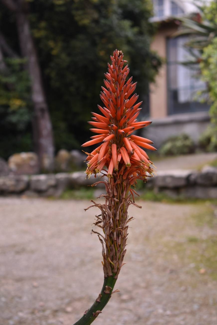 Lugar Jardim botânico de Lisboa🌻