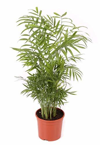 Producto Chamaedorea maceta 17cm. - Altura total aprox. 80cm. - Planta viva -