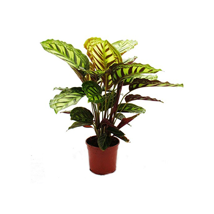 Producto Shadowplant with unusual leafpatterns