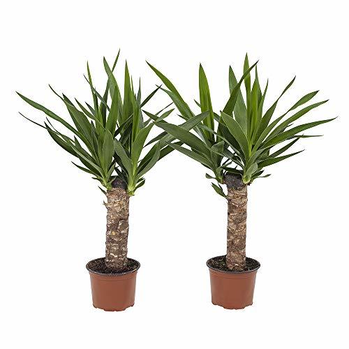 Producto Yucca Elephantipe - 2 plantas verdes