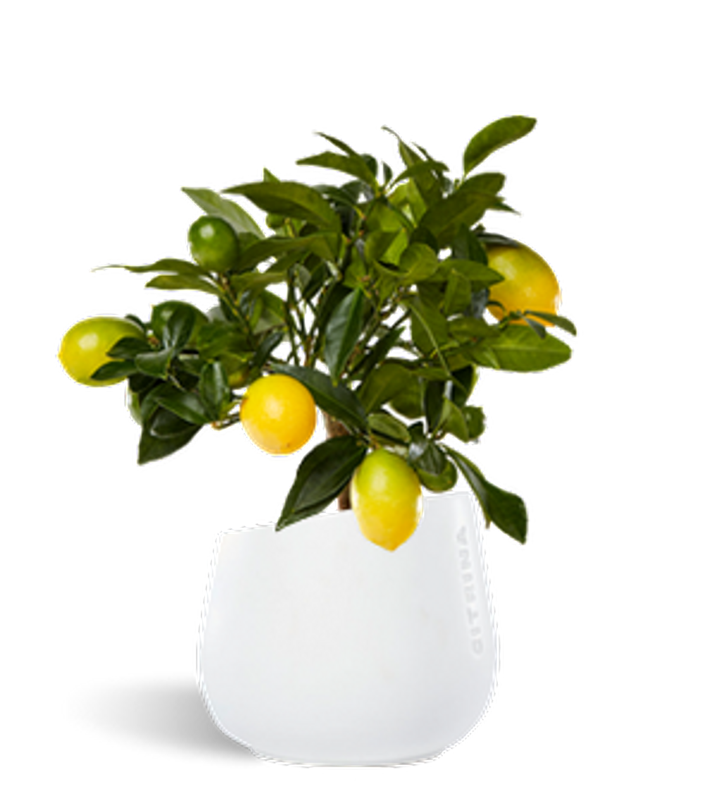 Lugar Citrina Plants - Citrusplants Lda