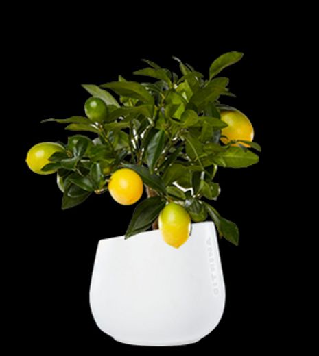 Citrina Plants - Citrusplants Lda