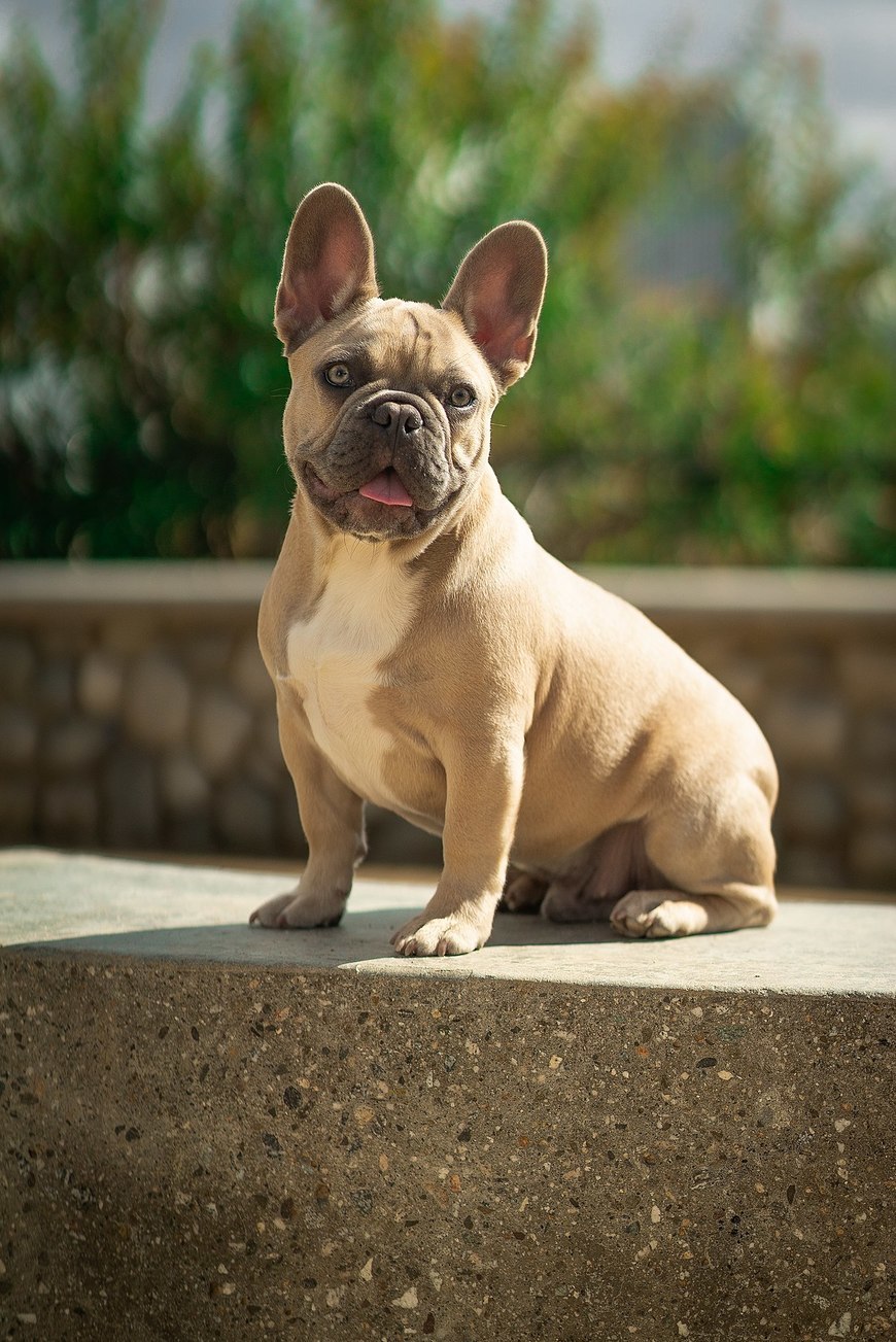 Social French Bulldog 