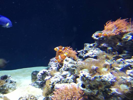 Oceanario de Lisboa