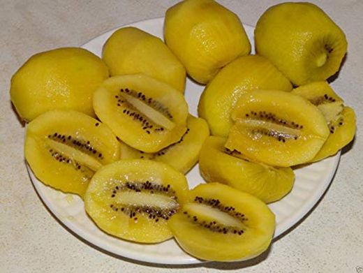50 Seed Golden Yellow fruta de kiwi VerySweet Carne Actinidia chinensis piel lisa