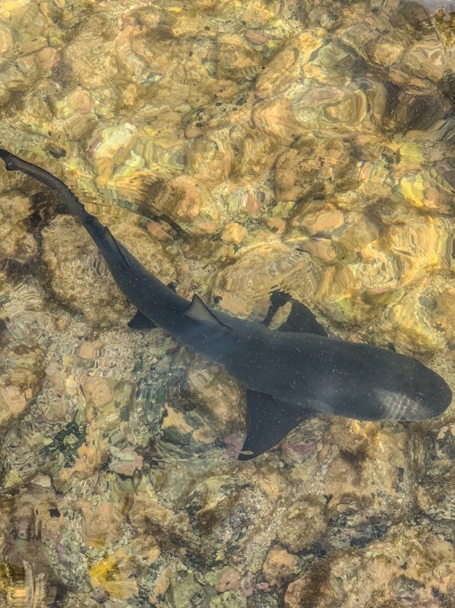 Lugar Shark Bay