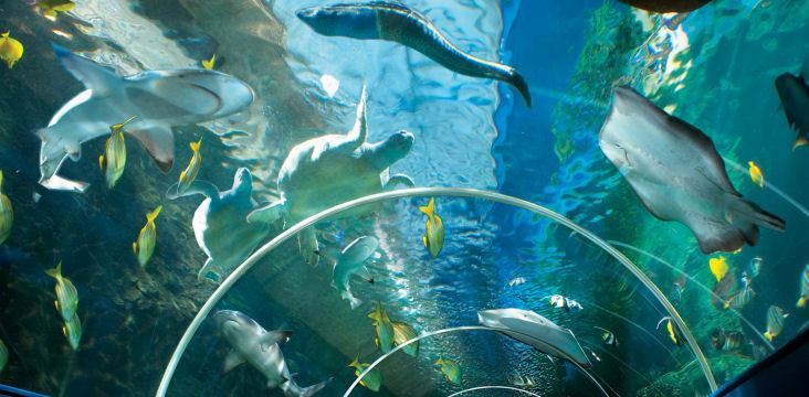 Fashion Oceanarium: The Bournemouth Aquarium