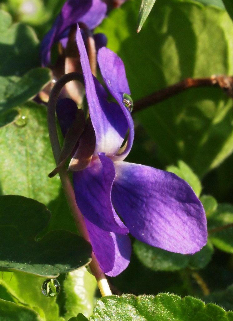 Frühling