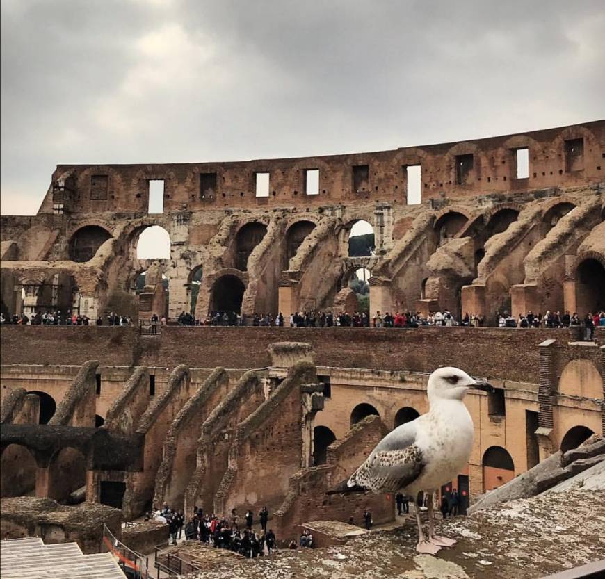 Lugar Coliseo de Roma