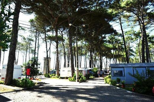 Camping Árvore