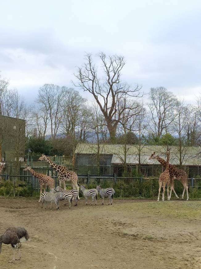 Fashion Dublin Zoo