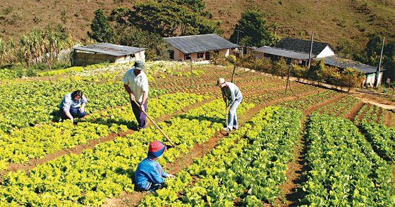 Fashion Agricultura | Sciendo