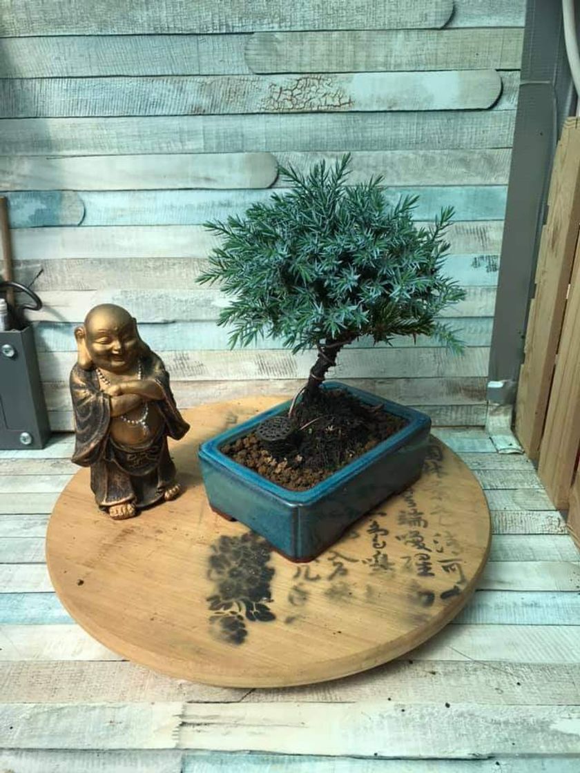 Productos Bonsai🌿