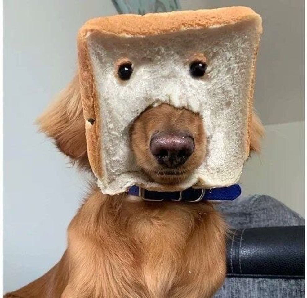 Moda 🐕🍞=