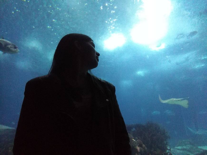 Lugar Oceanario de Lisboa