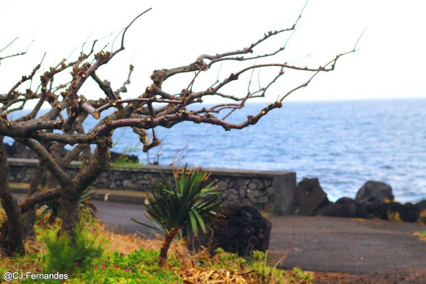 Place São Roque do Pico