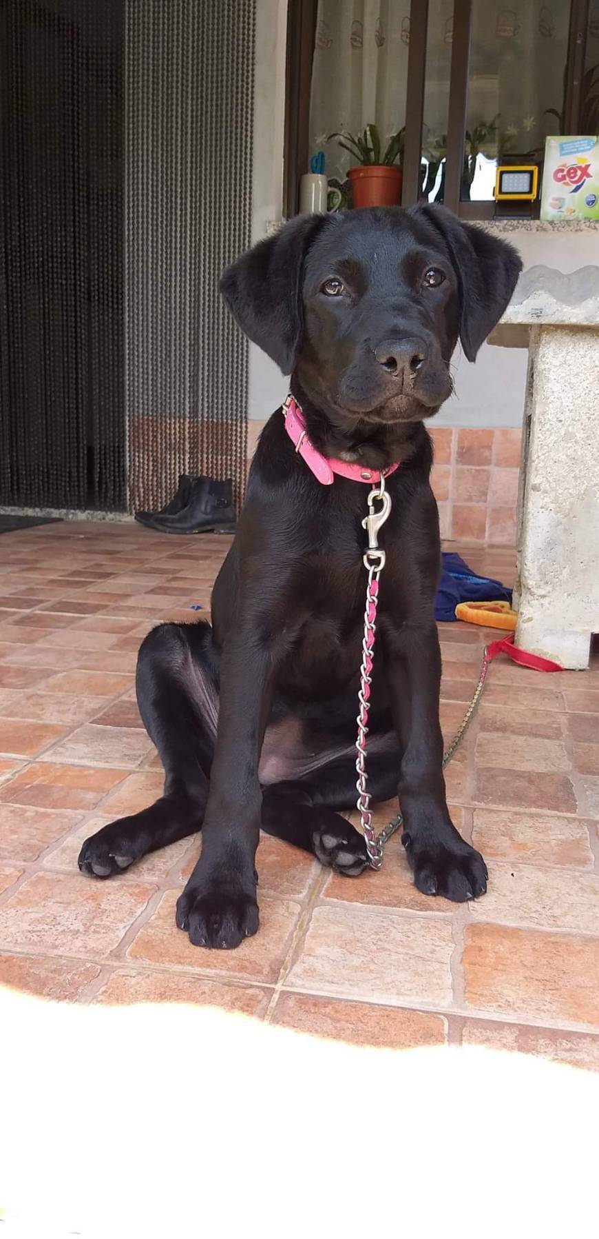 Libro Cómo Adiestrar a Un Perro de Raza Labrador Retriever  