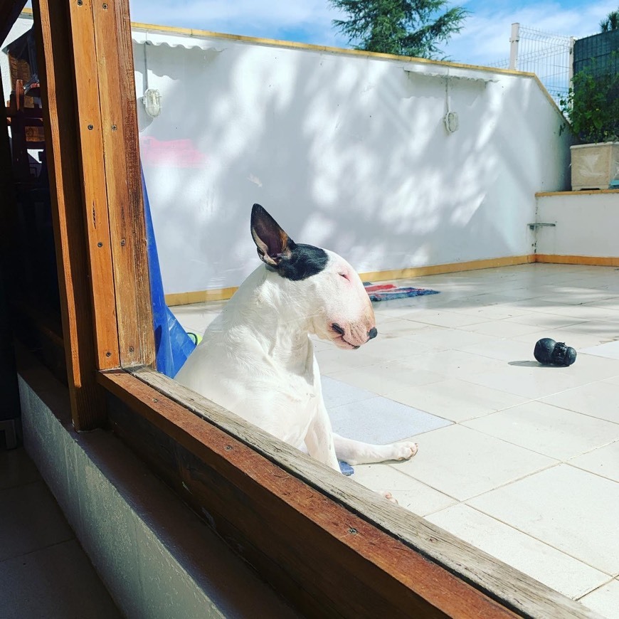 Lugar Melhores criadores de Bull Terrier nacionais 