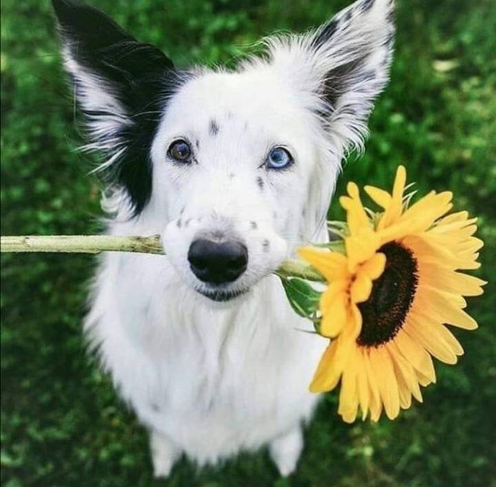 Social Dog and flower 