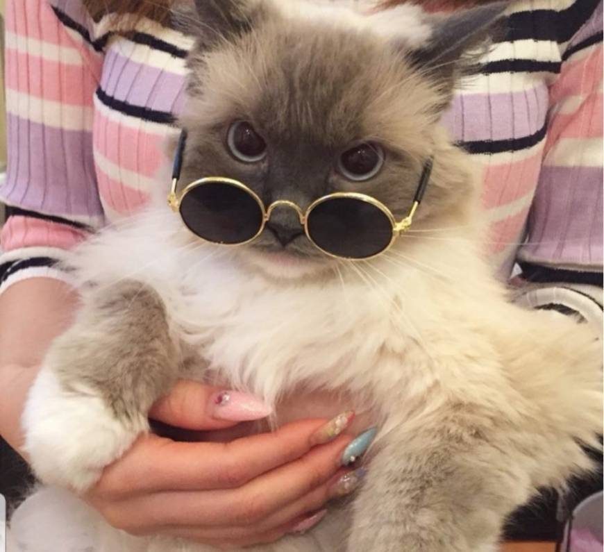 Social Puto Nike 😼😼😸