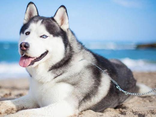 Husky siberiano ♥️