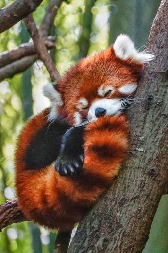 Panda Vermelho