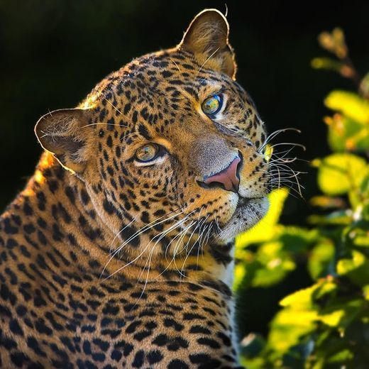 Leopardo