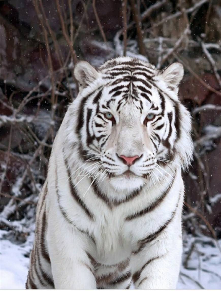 Fashion Tigre Branco